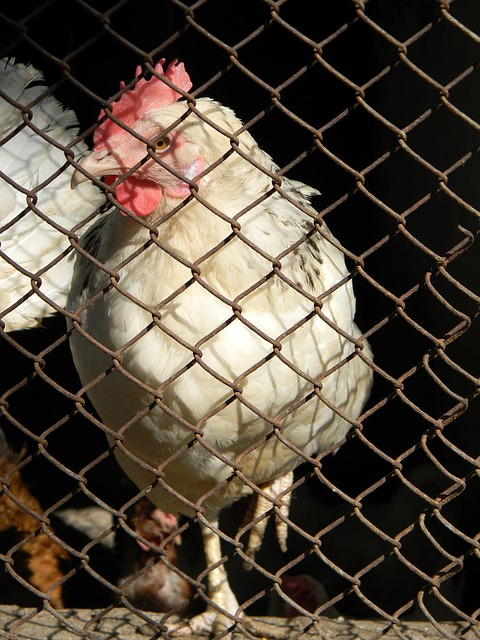 关键特点与 关键特点与